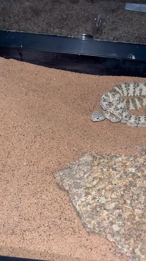 113K views · 1.6K reactions | Mouse experiencing many error codes ...