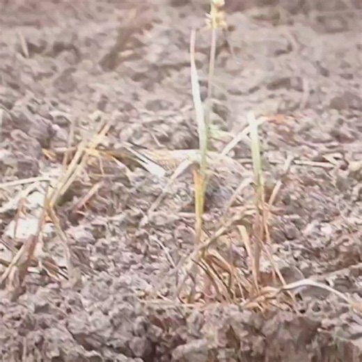 Hawaii Bird Guide on Reels | Facebook