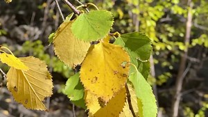 1.3K views · 68 reactions | Starting to see the first signs of fall foliage in the Bitterroots!  NBCMontana.com/weather | NBC Montana | Facebook