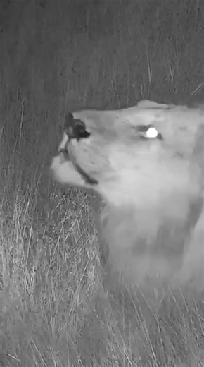 Understanding Lion Chuffing Sounds on Live Cam