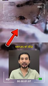 1.8M views · 10K reactions | Arañita y su primer travesura 藍#lasmascotasdeadri #animales #historiareal #funny | Las Mascotas de Adri | Facebook