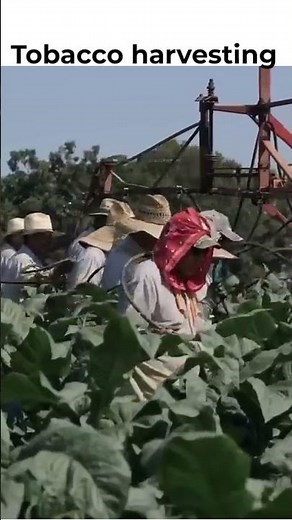 Tobacco harvesting