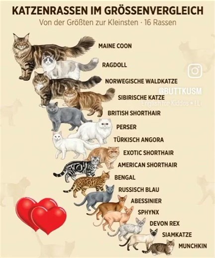 egal, wie klein oder groß eine Katze ist, ich liebe alle Katzen ❤️