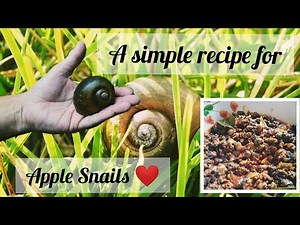 A traditional recipe for cooking APPLE SNAILS❤| Narte Sukka | Konge Suke| Simple and Delicious