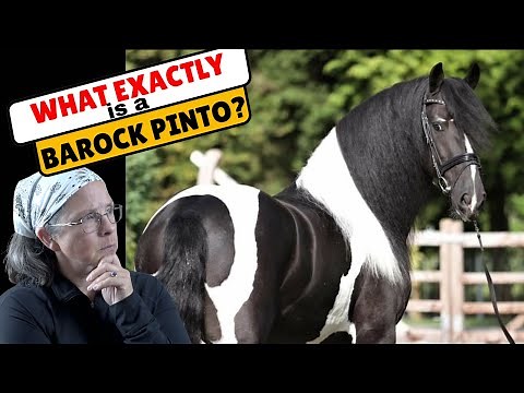 What's Behind the BAROQUE PINTO Horse's Unique Appeal