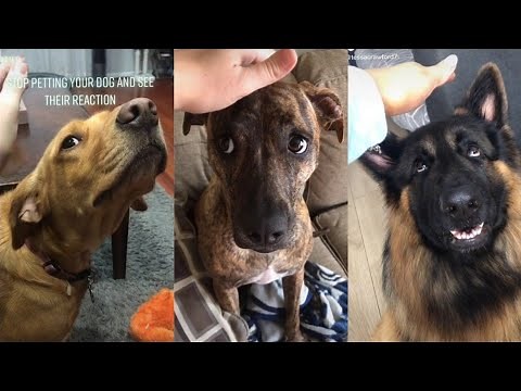 Pretend To Pet Your Dog/Cat And See Their Reaction Tik Tok Compilation 2021