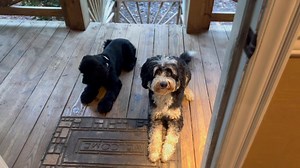 82 reactions · 4 comments | Graduate and good friend Benji is back for a boarding visit and loves ❤️ lending a paw  to Bentley current trainee with his obedience program. ❤️❤️ New BFFs God is good all the time. | Levers K9 Obedience Training | Facebook