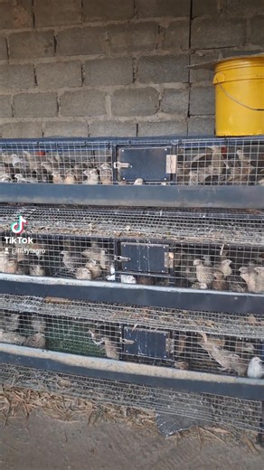 3.5K views · 14 reactions | #quailcages #moreproductivity #ImprovedEfficiency | Lilayi Import and Agro Consultants | Facebook