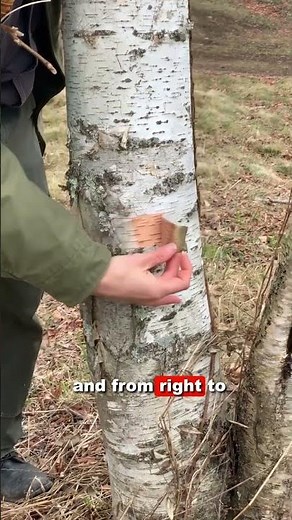 Paper Birch