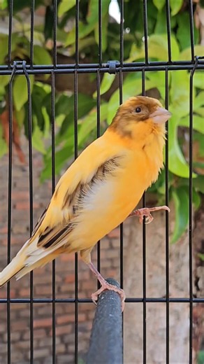 relaxing singing | sounds of nature #animals #birds #nature
