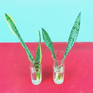 8.7M views · 63K reactions | Snake Plant Propagation by Leaf Cuttings in Water (Sansevieria) | Rana Craft | Facebook