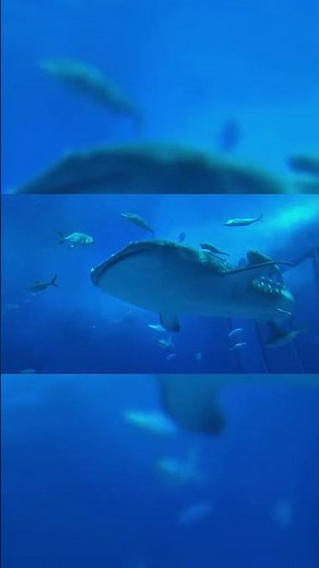 Top 10 Largest Sea Creatures on Earth (2025) | Biggest Sea Creatures Ever Discovered