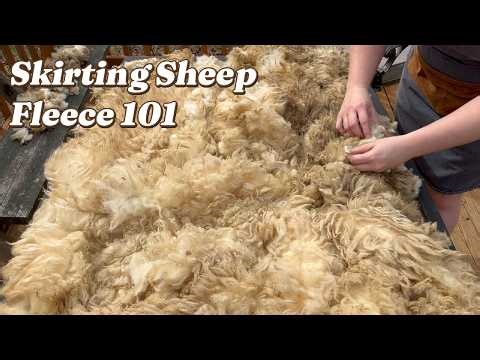 Skirting Sheep Fleece 101