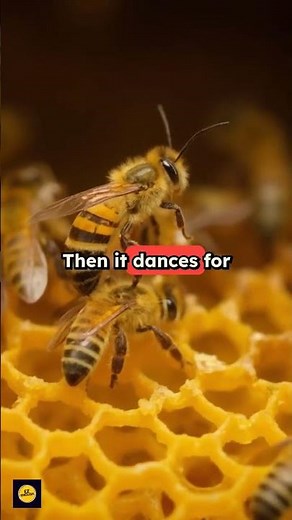What Are Bees Really Saying With Their Dance? #easyenglisheveryday