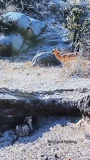 Leopard’s Stealthy Hunt: Springboks in the Wild