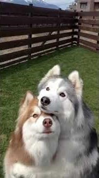 les chiens les plus durs à maîtriser #chien #puissance #abonnetoi