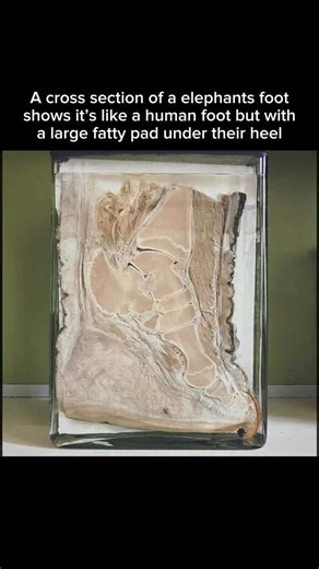 VIEWS on Instagram: "A cross-section of an elephant’s foot reveals surprising similarities to a human foot, especially in bone structure, with both having five toes and an arched arrangement, but elephants have a crucial, large fatty pad under their heel that acts as a shock absorber, allowing them to walk on their tiptoes (digitigrade) while remaining quiet and supporting immense weight. This structure functions much like a human heel, cushioning impact, even though elephants appear flat-footed