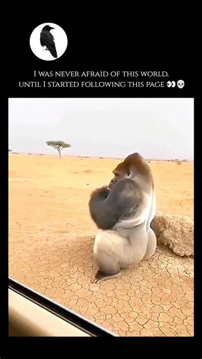 unseenwildlife on Instagram: "Gorillas are the largest living primates and inhabit the tropical forests of equatorial Africa. They are divided into two main species: the Western Gorilla and the Eastern Gorilla, with further subspecies like the famous Mountain Gorilla. These powerful animals are known for their high level of intelligence and complex social structures, usually living in groups called "troops" led by a dominant adult male known as a silverback. Despite their intimidating physical p
