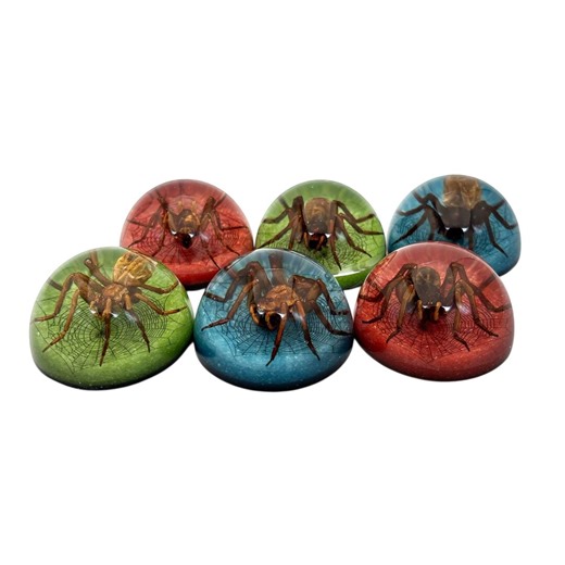 Insect Party Favors - Real Spiders, Set of 6 - Etsy