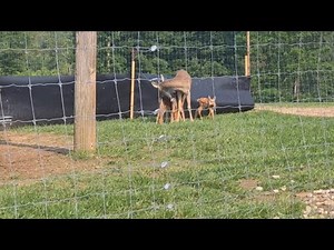 Watch a Deer give Birth on YouTube
