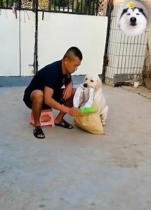 390K views · 18K reactions | Have you ever seen such a smart dog  #Dogs #CuteDogs #LoveDog #SmartDogs | NYC Dog Rescua | Facebook