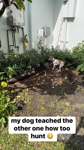 10K views · 64 reactions | Dogs are incredible #reels | Collin Pryce | Facebook