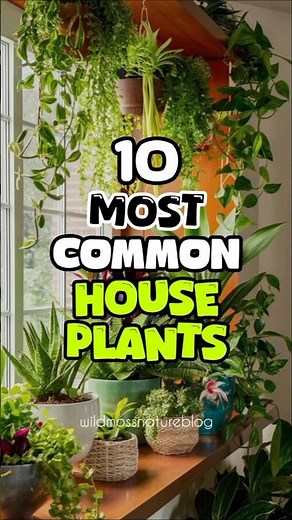 10 most common houseplants for every home #indoorgardening #plants #wildmossnatureblog