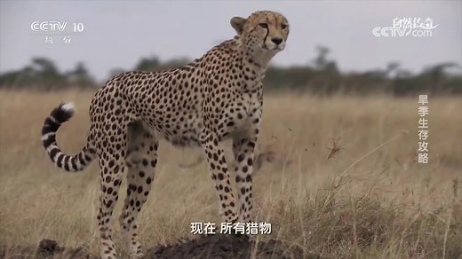 猎豹速度堪称一绝，短短三秒间，便能从零速狂飙至每小时一百千米之迅猛_腾讯新闻