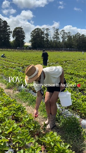 Munmi ✨| Food & Travel on Instagram: "Nothing beats strawberry picking on a sunny day 🍓☀️ We visited Phil Greig Strawberry Gardens in Kumeu, one of the best summer activities in Auckland. 🎟 Entry: $7 pp 🍓 PYO: $9 per kg ⏰ PYO Open 9am–4pm, every day all summer 📍Address: 464 State Highway 16, Kumeū Heads up: it can get muddy in some areas, so wear shoes you’re happy to get a little dirty. 📌 Follow for more Auckland finds 🤍 #weekendguidenz #AucklandEats #nzmustdo #fyppppppppppppppppppppppppp