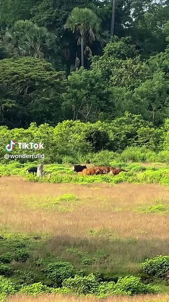 Discover Banyuwangi: Nature's Hidden Gem in Indonesia