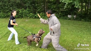 Watch This Pit Bull Learn to Defend Against Weapons