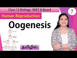 Oogenesis and Folliculogenesis | Class 12 Biology | தமிழ்