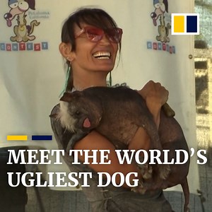 192K views · 3.8K reactions | Mr Happy Face is officially the world’s ugliest dog. | South China Morning Post | Facebook