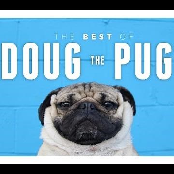 Best of Doug the Pug