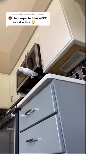 Parrotlets Having Fun with Hula Hoop | Funny Bird Videos