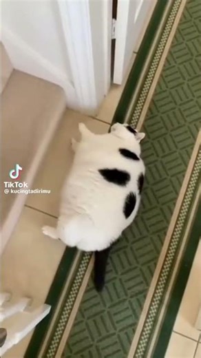 Big cat #happiness #funny #comedy #love #cat #scary #happy #petlover #kitten #hilarious #stairscase