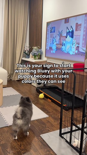Why Bluey is Perfect for Your Puppy