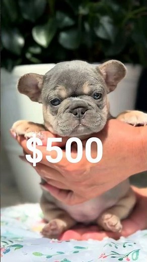 Fresh French Bulldog Puppy 🐶💙 | $500