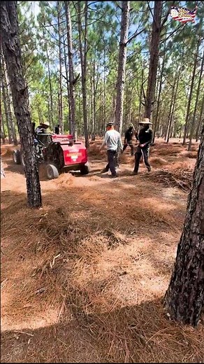 Pine Straw: How We Harvest, Roll, and Deliver