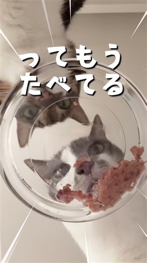 ビビさんとよつご on Instagram: "【PR】 今回は20年越しにリニューアルされたカルカン®さんのキャットフードをみんなで食べたよ〜！ リニューアルしてなるべく運動したくない派のビビさんも ペリッと開けた瞬間ダッシュで走ってくるほどの食いつきUP！ その秘密はうまみゼリー！ 50年以上の猫の生態・栄養の研究にもとづいて開発されているんだって〜！ ※味のリニューアル対象はカルカン®パウチ「ゼリー仕立て」シリーズ カルカン®さんのパウチはよつごが赤ちゃんの頃から大好きで むしゃむしゃ食べてくれる上に総合栄養食ってのがうれしいポイント◎ お店ですぐ見つかるこのおなじみのパッケージカラーはそのまま リニューアルされてますますおいしくなったのでみんなも食べてみてね〜！ #PR#カルカン#カルカンリニューアル#猫のいる生活#キャットフード"