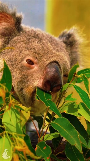 El koala: el animal que duerme 20 horas y come veneno 🐨 #koala #australia #marsupial #bosque #animal #planetaanimalmx #flowers | Planeta Animal