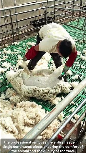 Sheep Shearing Using Electric Clippers