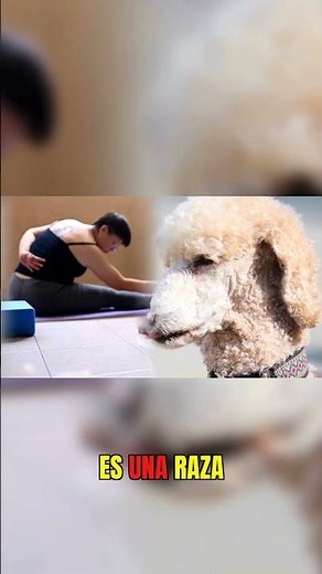 This is what makes the Poodle so smart #dogs #genius