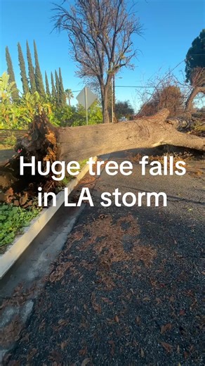 Massive Tree Uprooted on Woodlake Avenue in West Hills