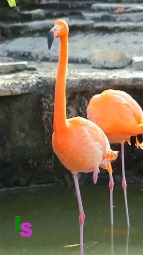 Facts About the Flamingo