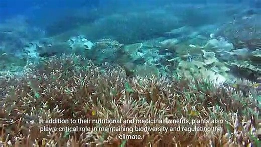 - The Importance of Plants in Our Ecosystem (2 Minutes Microlearning)