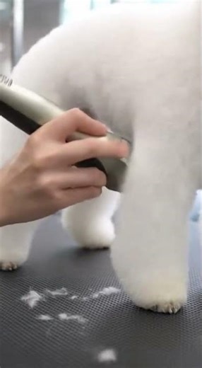 We always start with this part 😅🐾 Master the basics fast #learn #tutorial #skills