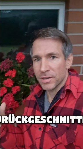 How to overwinter geraniums properly! #gardentips #gardening #garden #geraniums #tipsandtricks