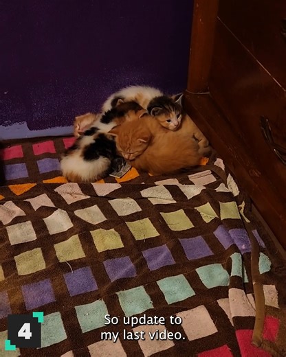 75K views · 4.8K reactions | This mega mix of the world's cutest kittens will melt your heart! 殺 | Animal Antics | Facebook