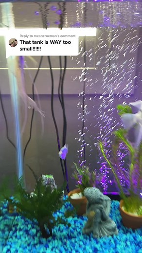 Replying to @meancrocman #fishtok #fishoftiktok #angelfish #aquarium | angel fish